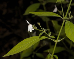 Rhinacanthus nasutus