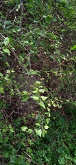 Commicarpus scandens