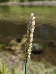 Alopecurus geniculatus