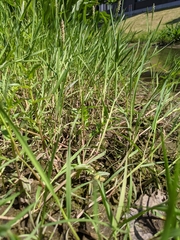 Alopecurus geniculatus