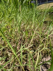 Alopecurus geniculatus