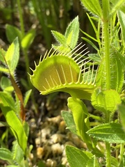Dionaea