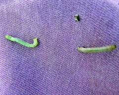 Apodrepanulatrix liberaria