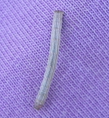 Apodrepanulatrix liberaria