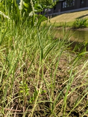 Alopecurus geniculatus