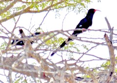 Phoeniculus purpureus marwitzi