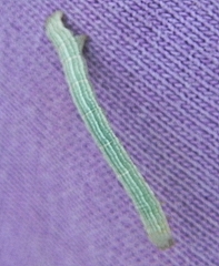 Apodrepanulatrix liberaria