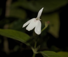 Rhinacanthus nasutus