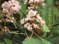 Miconia caudata
