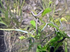 Apodrepanulatrix liberaria