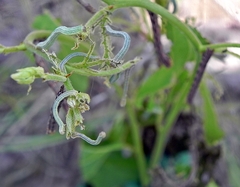 Apodrepanulatrix liberaria