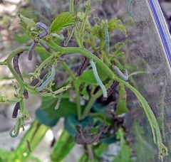 Apodrepanulatrix liberaria