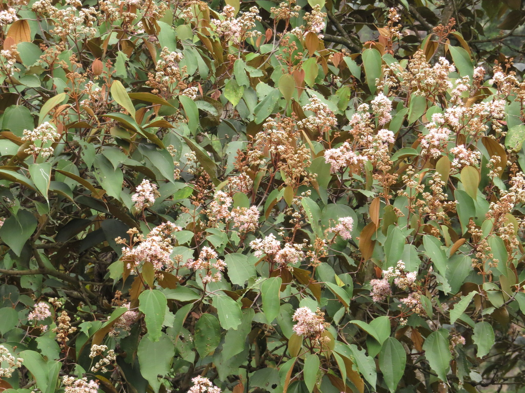 Miconia caudata