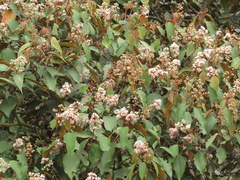 Miconia caudata