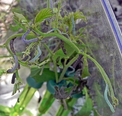 Apodrepanulatrix liberaria