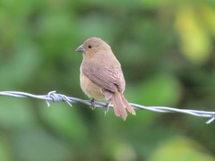 Sporophila nigricollis
