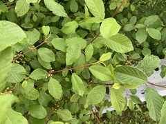 Faulbaum (Frangula alnus): Herkunft und Verwendung — Foto 2