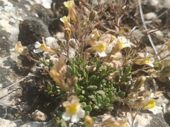 Chaenorhinum