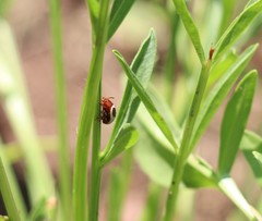 Calligrapha californica