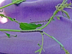 Apodrepanulatrix liberaria