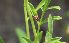 Calligrapha californica