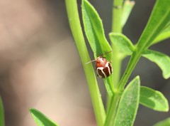 Calligrapha californica