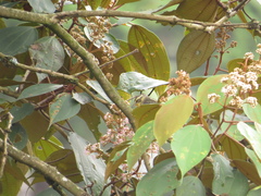 Miconia caudata