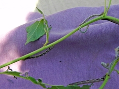 Apodrepanulatrix liberaria