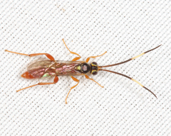 Cratichneumon facetus