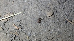 Pheidole portalensis