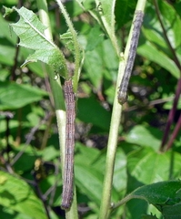 Apodrepanulatrix liberaria