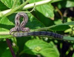 Apodrepanulatrix liberaria