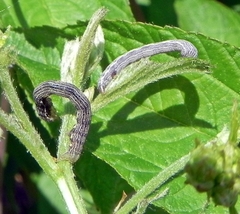 Apodrepanulatrix liberaria