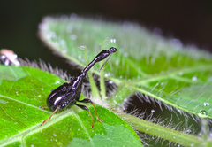 Trachelophorus madegassus
