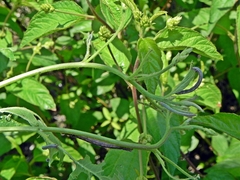 Apodrepanulatrix liberaria