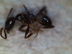 Pheidole portalensis