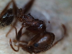 Pheidole portalensis