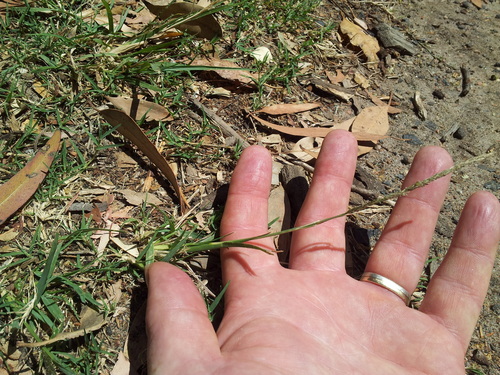 Sporobolus elongatus