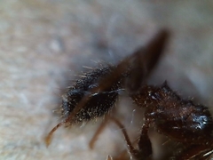 Pheidole portalensis