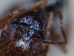 Pheidole portalensis