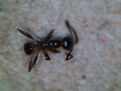 Pheidole portalensis