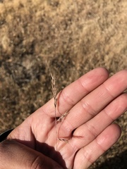 Festuca microstachys