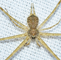 Tama edwardsi