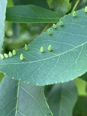 Caryomyia urnula
