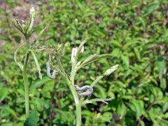 Apodrepanulatrix liberaria