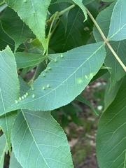 Caryomyia urnula