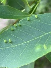 Caryomyia urnula