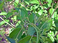 Apodrepanulatrix liberaria