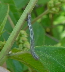 Apodrepanulatrix liberaria