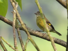 Spinus xanthogastrus